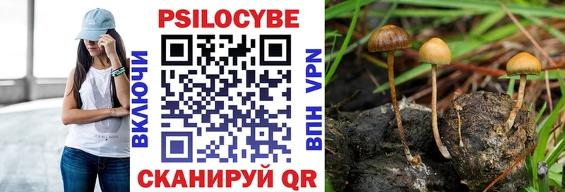 Псилоцибиновые грибы Psilocybe  Малаховка 